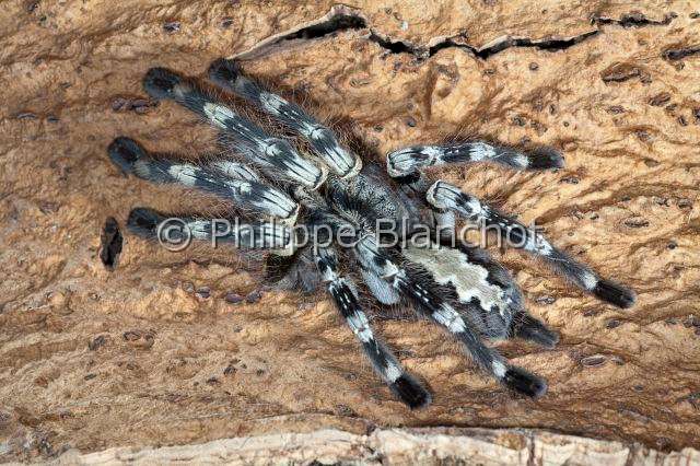 Theraphosidae_7728.JPG - Sri Lanka, Araneae, Mygalomorphae, Theraphosidae, Mygale (Poecilotheria vittata =Poecilotheria pederseni), Pokie, Vittata Ornamental